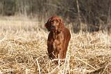 SETTER IRLANDAIS 507